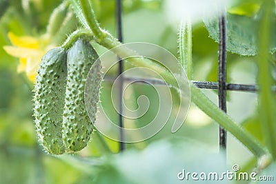 Cucumber growing in garden Stock Photo
