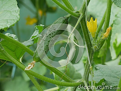 Cucumber growing in greenhouse Stock Photo