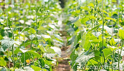 Cucumber growing plants in a greenhouse Stock Photo