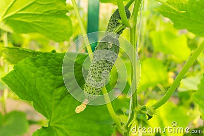 Cucumber grows in the garden. Growth and bloom of greenhouse cucumbers. Vertical growing Stock Photo