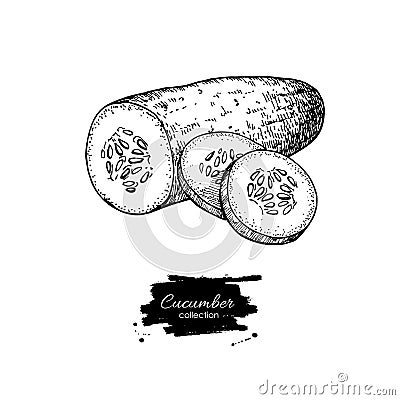 Cucumber hand drawn . cucumber and sliced pieces. Vector Illustration