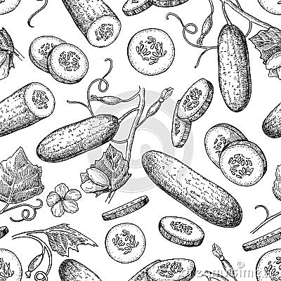 Cucumber hand drawn seamless pattern. vegetable Vector Illustration