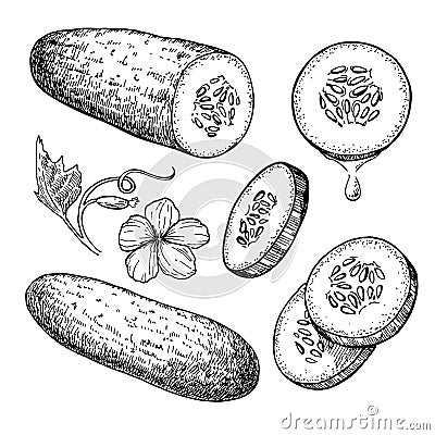 Cucumber hand drawn set. Isolated cucumber, sliced pieces Vector Illustration