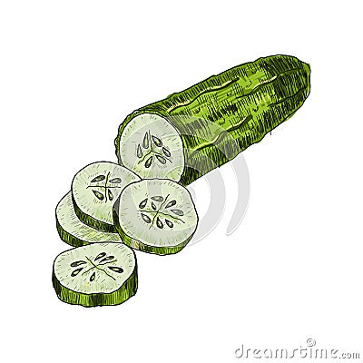 Cucumber hand drawn vector. cucumber. Vegetable engraved style illustration. Detailed vegetarian food drawing Vector Illustration