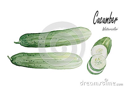 Cucumber .Hand drawn watercolor painting on white background Vector Illustration