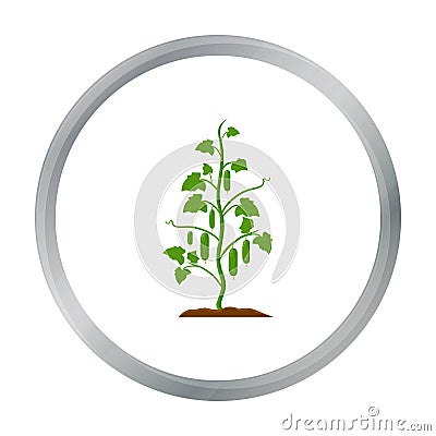 Cucumber icon cartoon. Single plant icon from the big farm, garden, agriculture cartoon. Vector Illustration