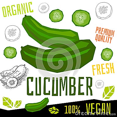 Cucumber icon label fresh organic vegetable, vegetables nuts herbs spice condiment color graphic design vegan food. Vector Illustration