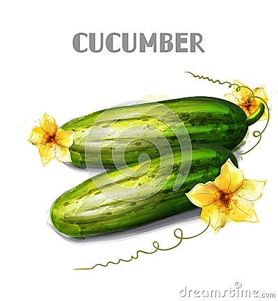 Cucumber isolated Vector watercolor. Fresh vegetables templates Vector Illustration