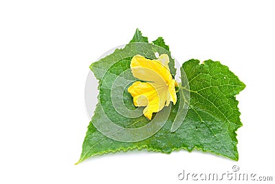Cucumber leaf and flower Stock Photo