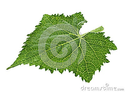 Cucumber leaf isolated on white Stock Photo