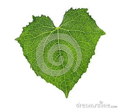 Cucumber leaf isolated on a white Stock Photo