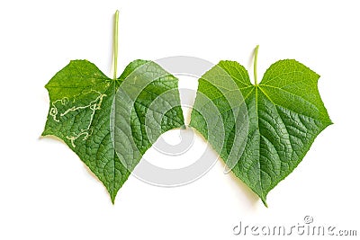 Cucumber leaf with Leaf Miner Stock Photo