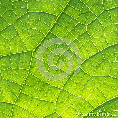 Cucumber Leaf Texture Stock Photo