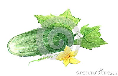 Cucumber with leaves and flower. Drawing with colored pencils, isolated on white background Stock Photo
