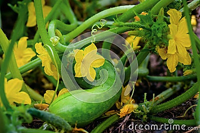 Cucumber plant flower organic field garden close up Stock Photo