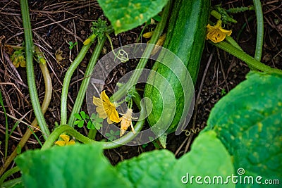 Cucumber plant flower organic field garden close up Stock Photo