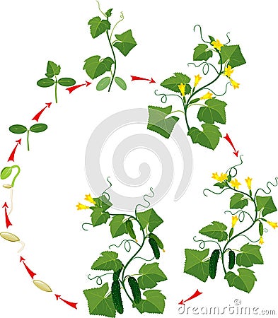 Cucumber plant growth cycle Stock Photo