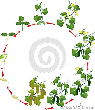 Cucumber plant growth cycle Stock Photo