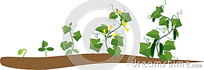 Cucumber plant growth cycle Stock Photo