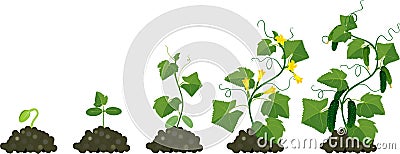 Cucumber plant growth cycle Stock Photo