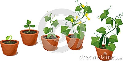 Cucumber plant growth cycle Stock Photo