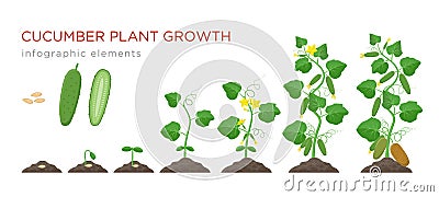 Cucumber plant growth stages infographic elements in flat design. Planting process of cucumber from seeds sprout to ripe Vector Illustration