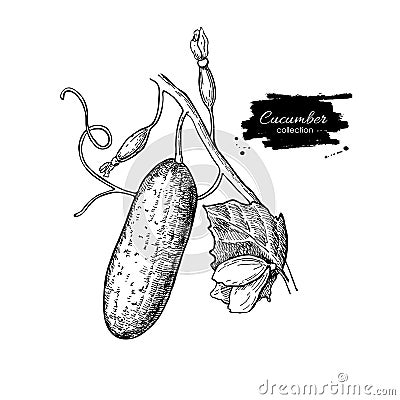 Cucumber plant hand drawn . Vegetable engraved style illus Vector Illustration