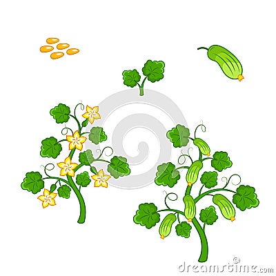 Cucumber plant with seeds and flowers Vector Illustration