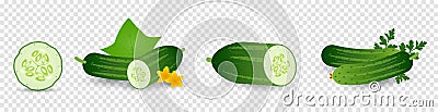 Cucumber plant. Set of cucumber seed, sprout, flower, leaves, vegetable. Plant growth. Vector elements isolated on Vector Illustration