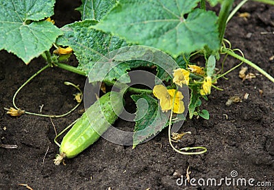 Cucumber plant with young fruits Stock Photo