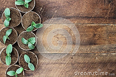 Cucumber Plants in Seedling Peat Pots Stock Photo