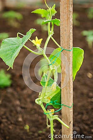 Cucumber seedlings Stock Photo