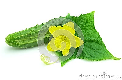 Cucumber with sheet Stock Photo