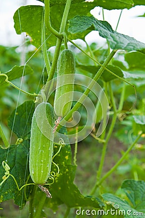 Cucumber on tree Stock Photo