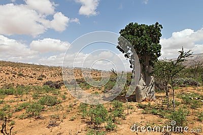 Cucumber tree Stock Photo
