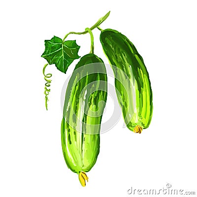 Cucumber vegetable vector illustration hand drawn Vector Illustration