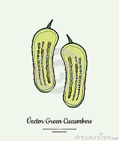 Cucumber vegetable vector isolate. Green half cutted sliced cucumbers. Vegetables illustration. Trendy food vegetarian Vector Illustration