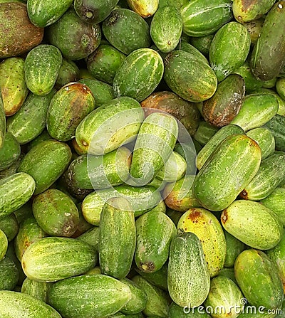 The cucumber is a widely-cultivated creeping vine plant in the family, Stock Photo