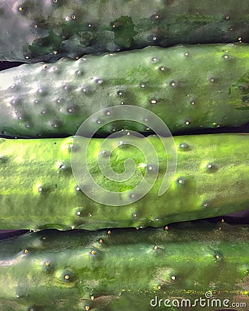 Cucumbers close up texture Stock Photo