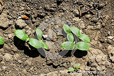 cucumbers in the garden. germinated cucumber seeds in the ground. young sprouts of cucumbers. Stock Photo