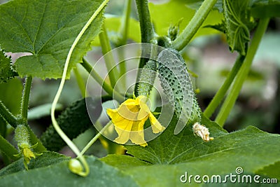 Cucumbers in greenhouse Stock Photo