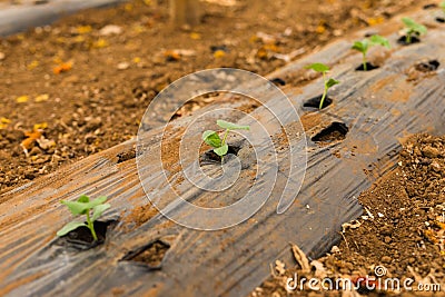 Cucumbers in the greenhouse little vegetables on the plants early spring and garden concept Stock Photo