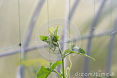 Cucumbers in the greenhouse to grow. Closeup green tenacious climbing cucumber stalks Stock Photo