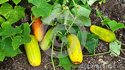 Cucumbers. Overripe yellow and green cucumbers lie on the ridge in the garden in autumn Stock Photo