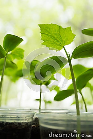 Cucumbers plant seedling Stock Photo