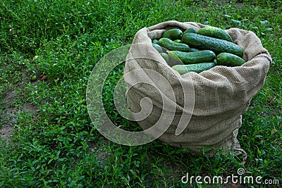 Cucumbers in sack on green grass background. Summer harvest closeup concept image. Organic diet food Stock Photo