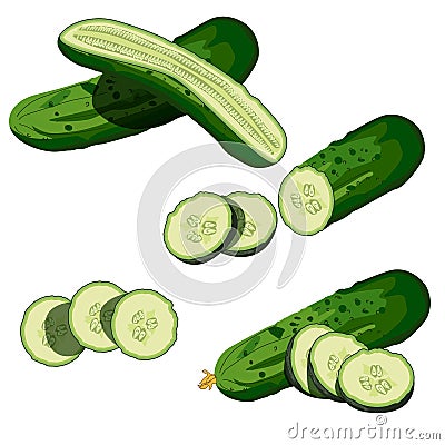 Cucumbers set. Whole cucumber, half, chopped, slices and cucumbers group. Fresh green cucumbers. Organic vegetables Vector Illustration