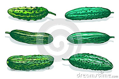 Cucumbers table color sketch Vector Illustration