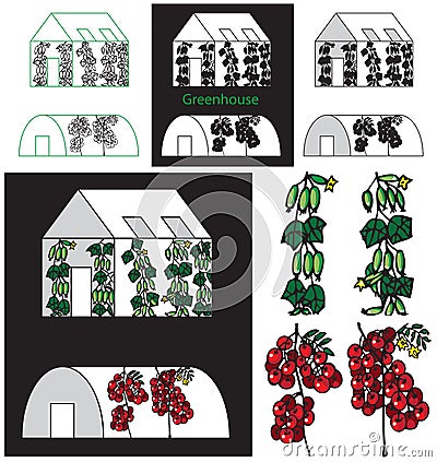 Cucumbers and tomatoes greenhouse Vector Illustration