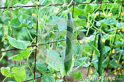 Cucumbers vertical planting. Growing organic food. Cucumbers harvest Stock Photo